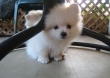 Indoor and Outdoor Trained White Pomeranian Puppies Ready Now
